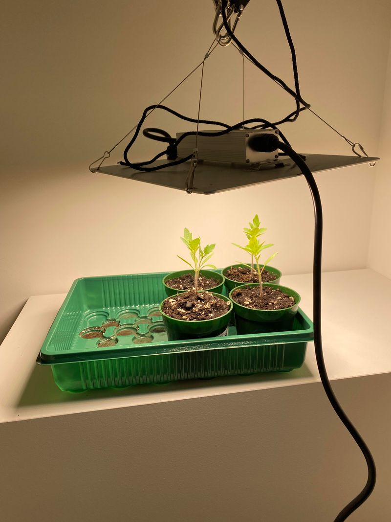 Provide Extra Light After Potting Up