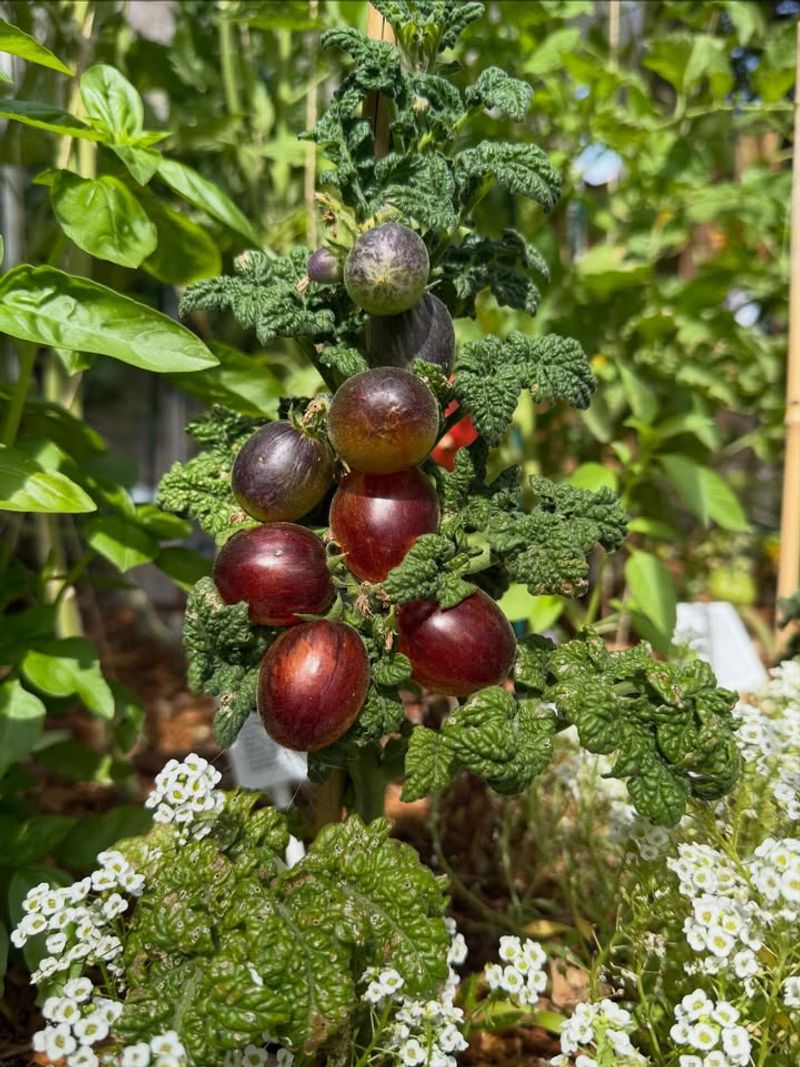 Protect Young Greens From Sudden Temperature Swings