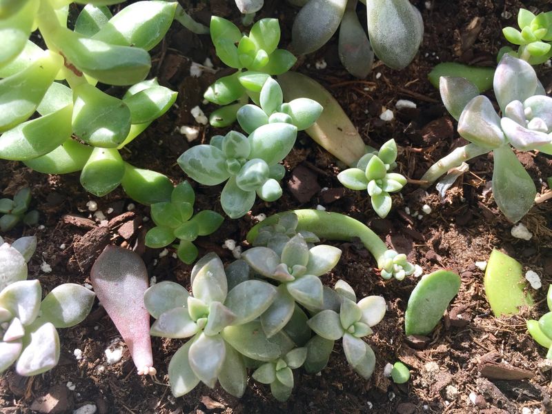 Give Bright, Indirect Light At First