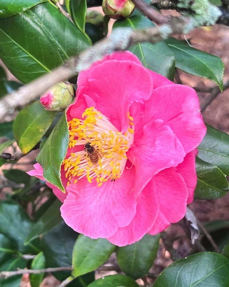 Coontie Cycad (Zamia integrifolia)