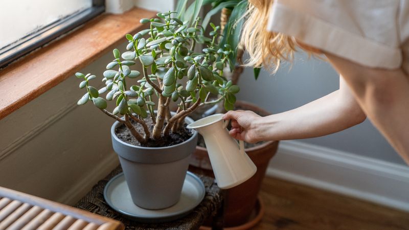 Adjust Watering For Utah's Dry Indoor Air