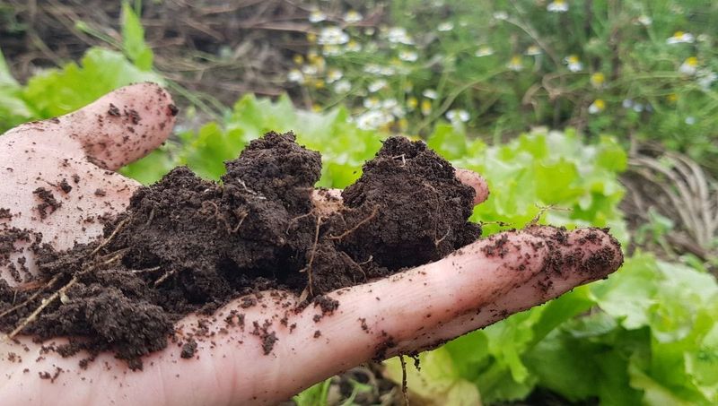 Soil Feels Sticky And Clumps Together