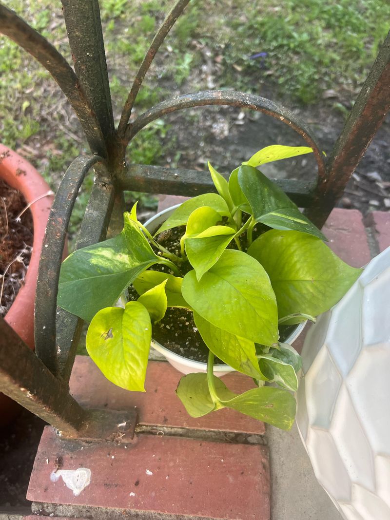 Soil Propagation with Rooting Hormone