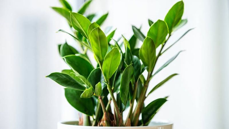 Use a Well-Draining Soil Mix