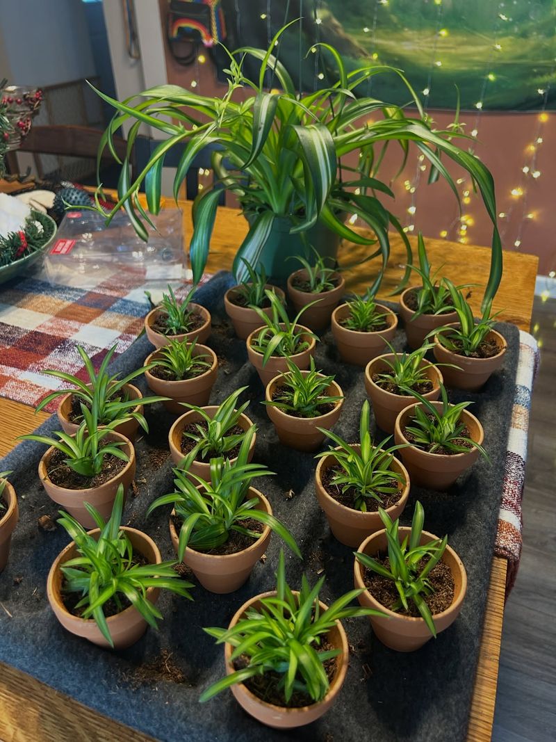 Starting Spider Plant Babies In Small Pots