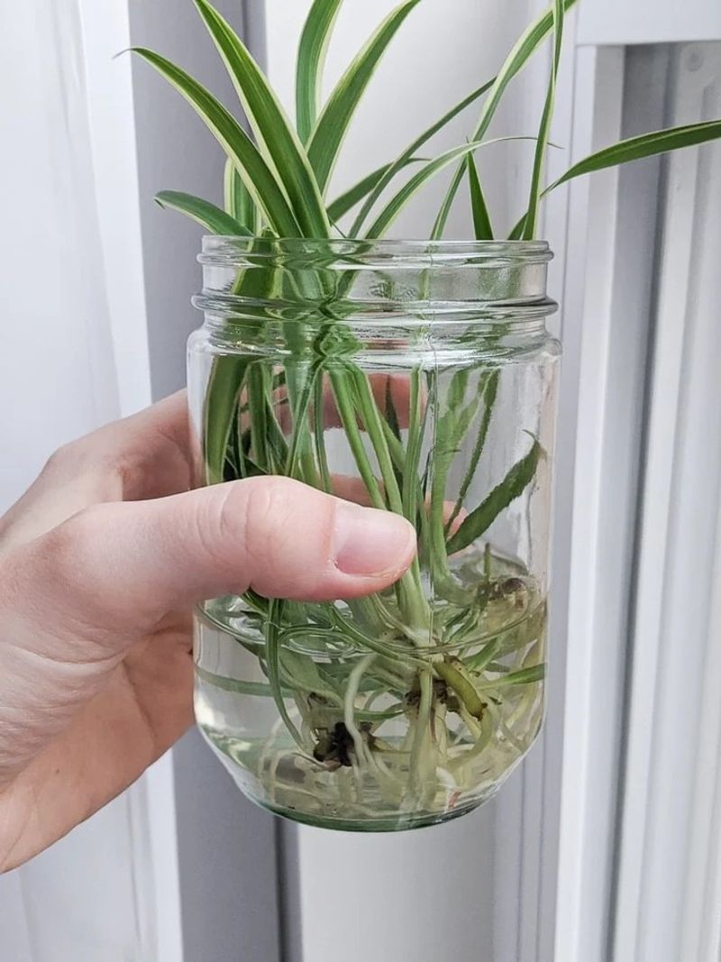 Propagating Spider Plant Babies
