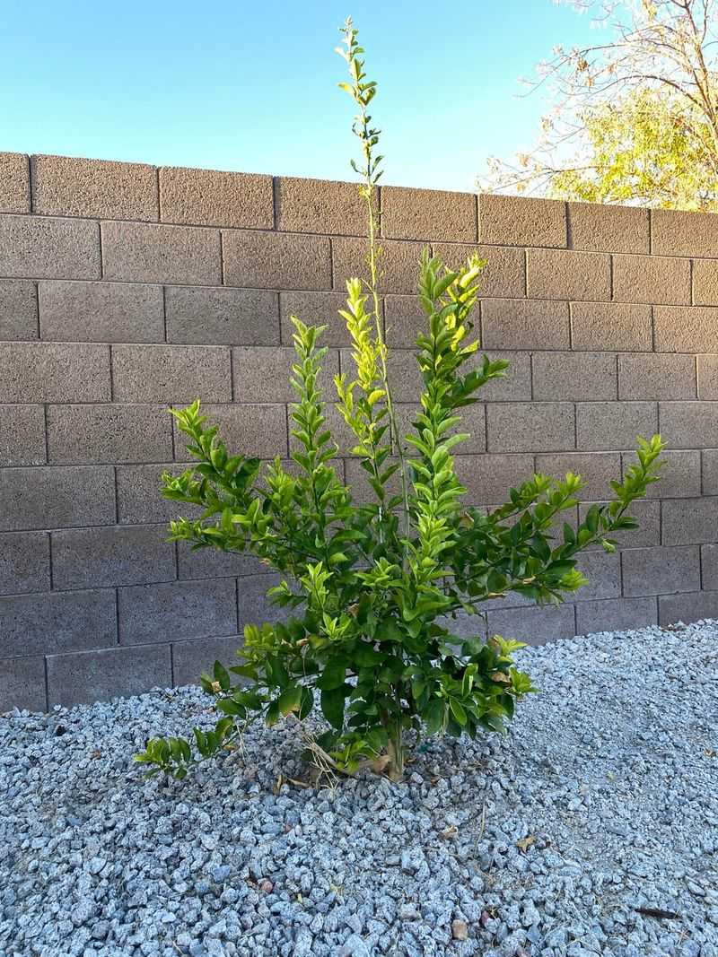 Place Plants Near Walls Or Structures For Warmth