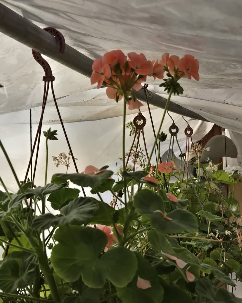 Keep Plants Cool But Not Cold