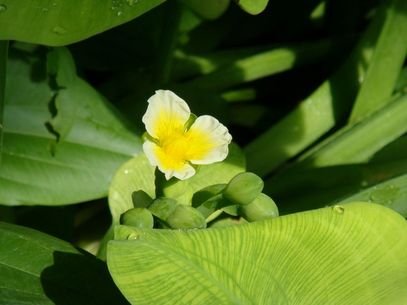 Sawah Flowering Rush (Limnocharis Flava)