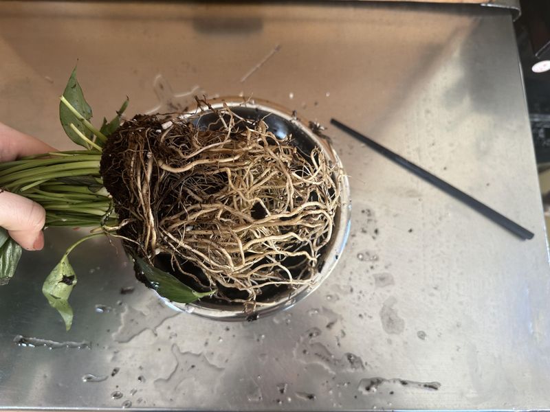 Gently Loosen The Roots Without Pulling Or Tearing