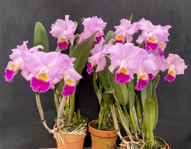 Group Orchids Together To Hold Moisture Longer