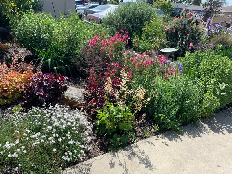 Pollinator-Focused Planting Is Expanding Across Yards