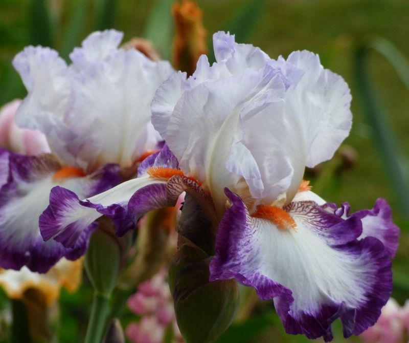 Fertilize Lightly In Early Spring