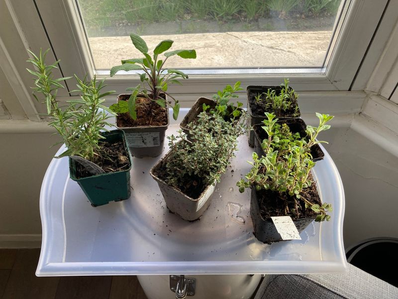 Maintain Proper Humidity Levels