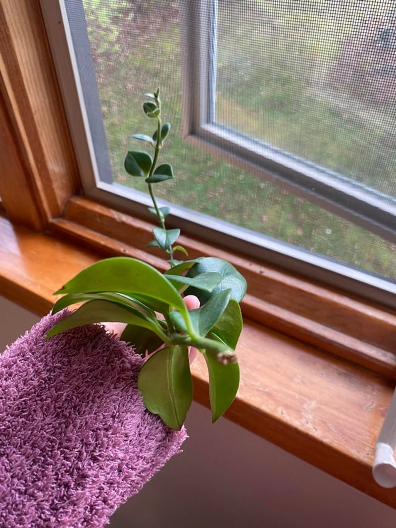 Bright, Indirect Light Only