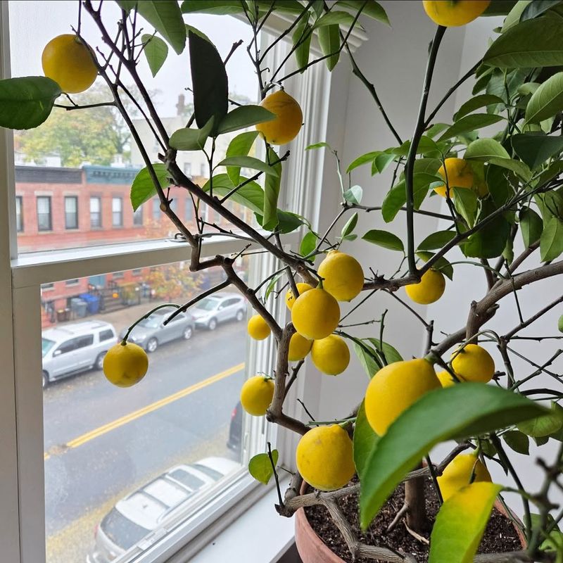 How Florida Zones Affect Indoor Citrus Care