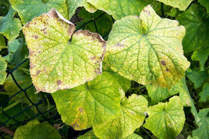 How To Prevent Common Indoor Cucumber Problems