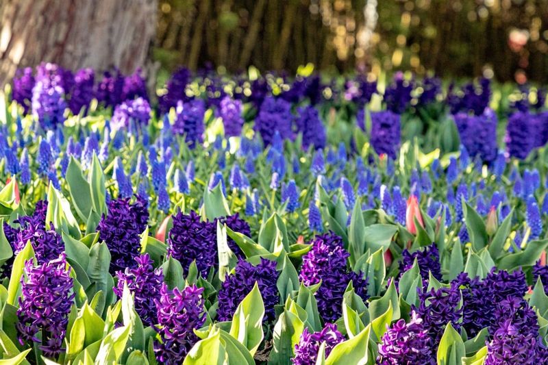 Protecting Hyacinths From Pennsylvania Pests And Weather