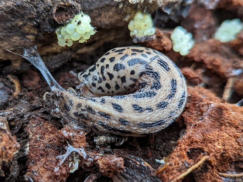 When Slugs Become A Bigger Problem And What to Do Next