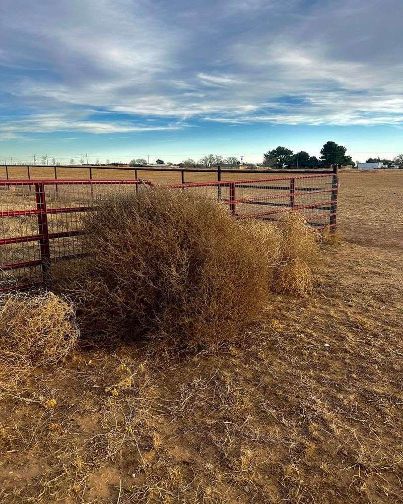 Working With Neighbors To Limit Reinfestation