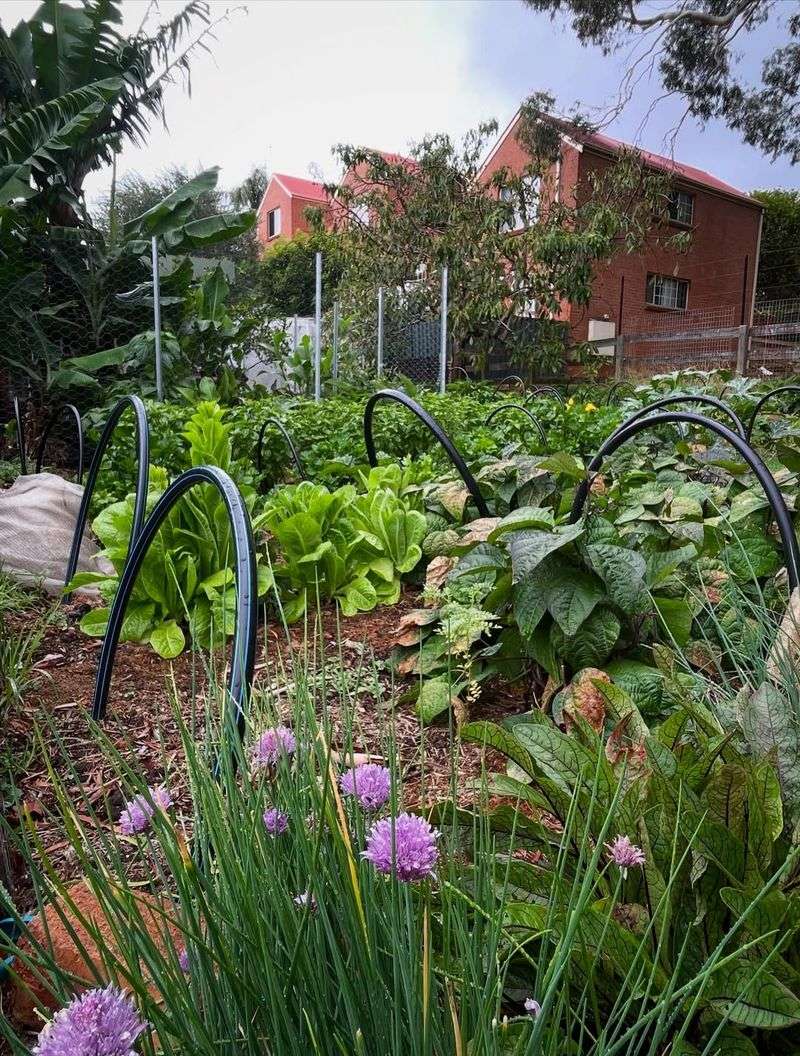 Using Mulch To Protect Shallow Roots