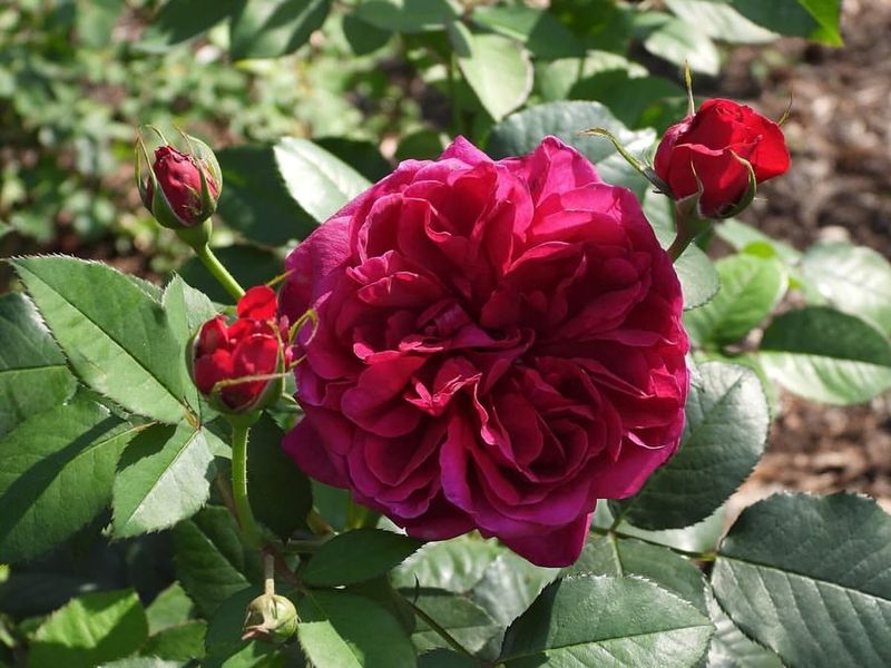 Feeding Roses On A Consistent, Light Schedule