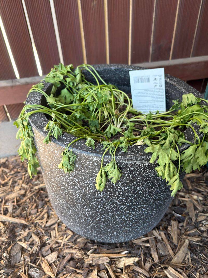 Shallow Watering That Never Reaches Roots