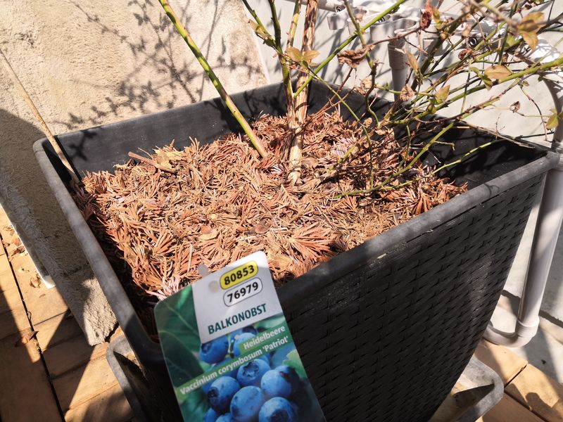 Mulching To Protect Roots And Moisture