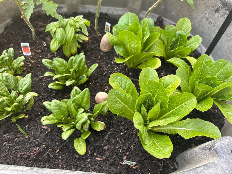 How To Harvest Without Destroying Your Plants