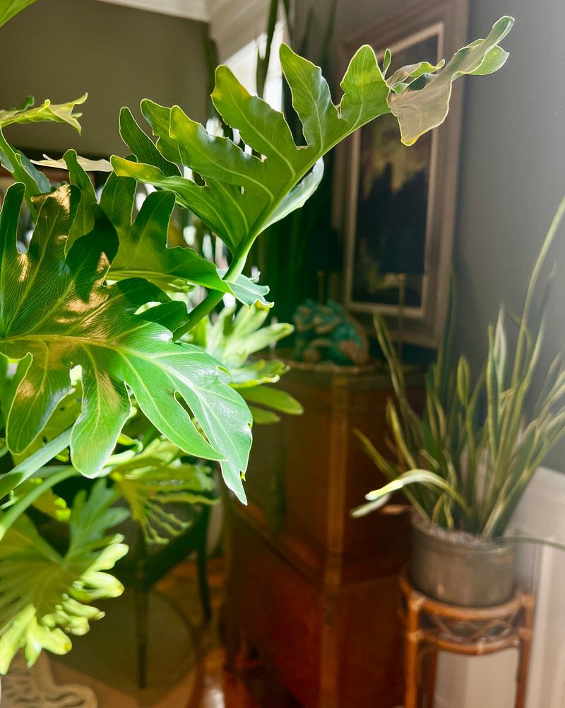 Rotating Plants For Even Growth