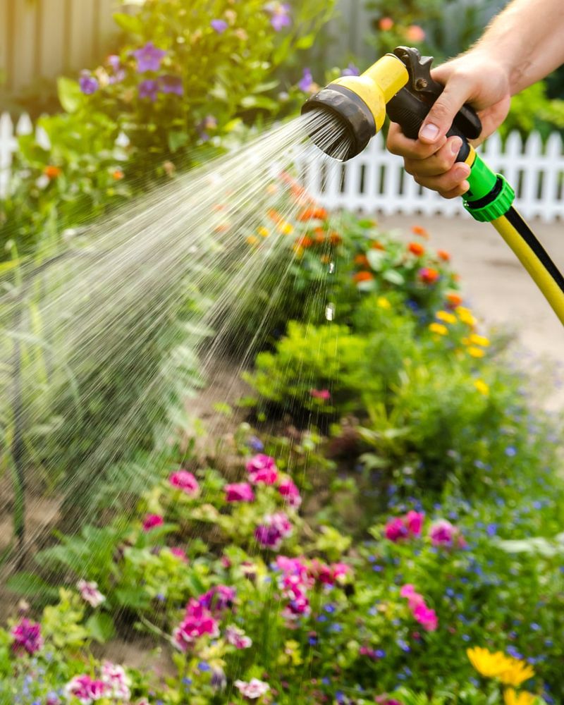Watering Every Day In Summer