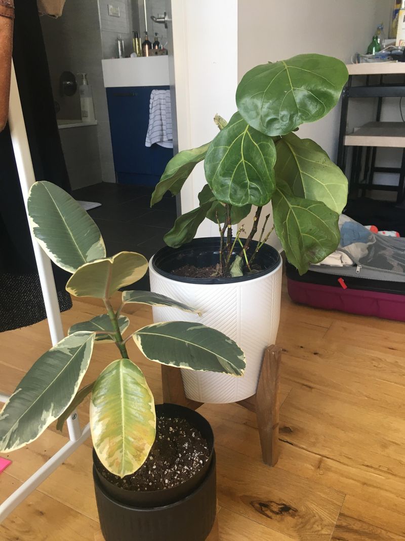 Letting Plants Sit In Cold Drafts