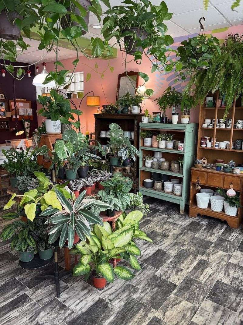 Grouping Plants Together for Better Humidity