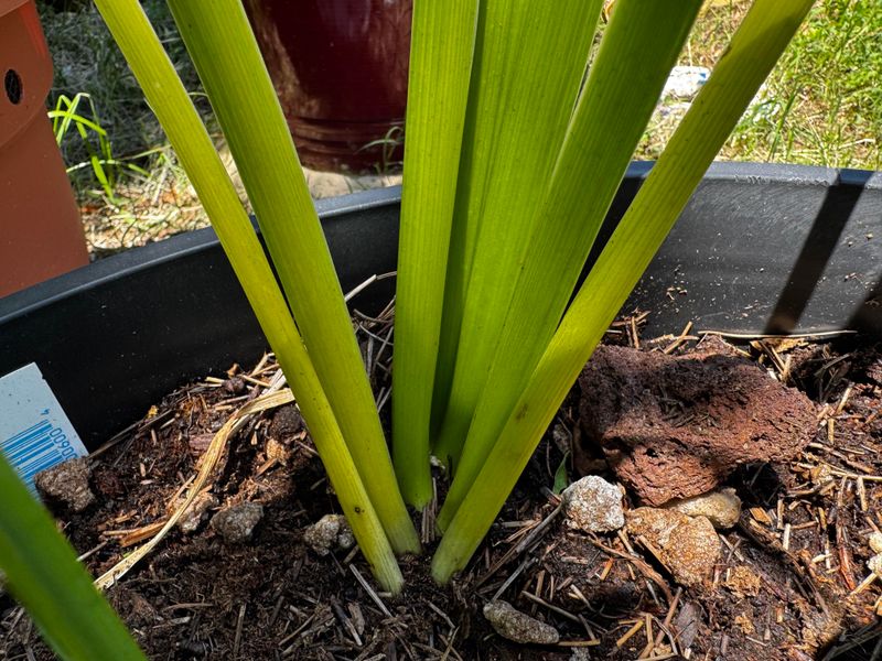 Fertilizing Without Reducing Flower Production