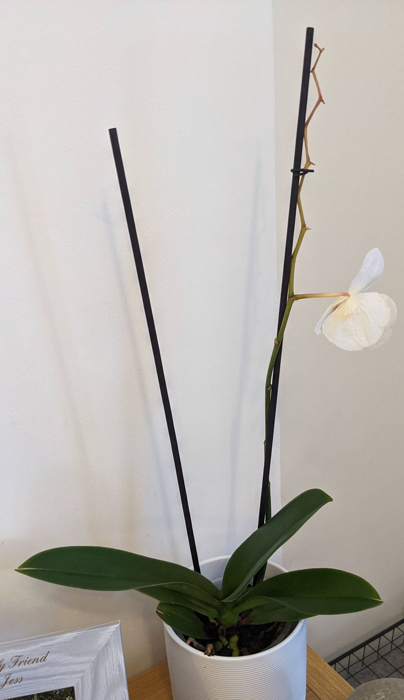 The Right Temperature Changes For Reblooming