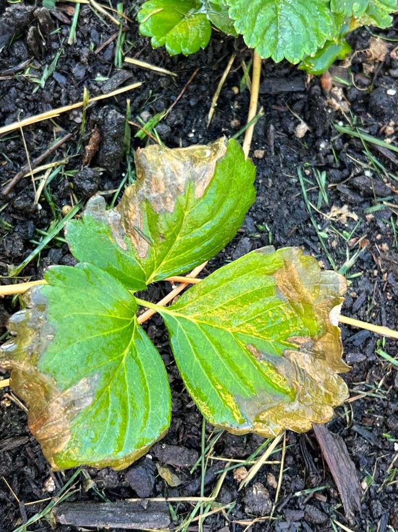 Leaf Scorch Appears Before Other Warning Signs