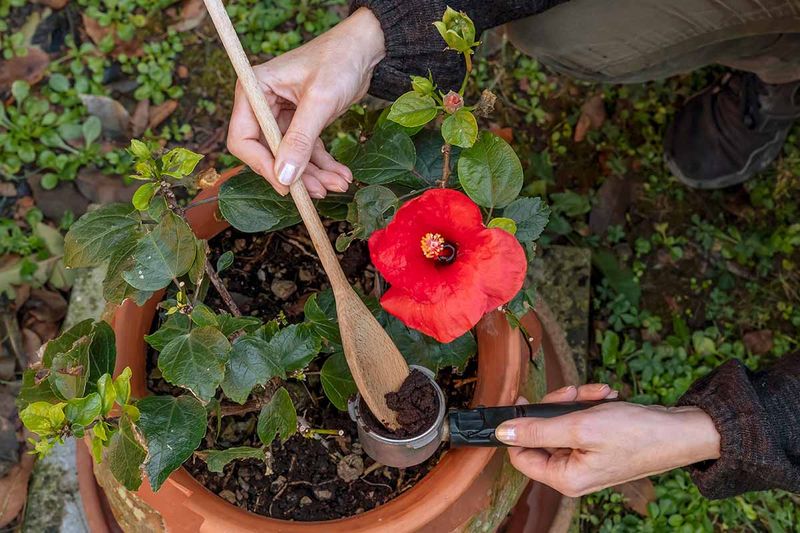 Fertilizing Without Overfeeding