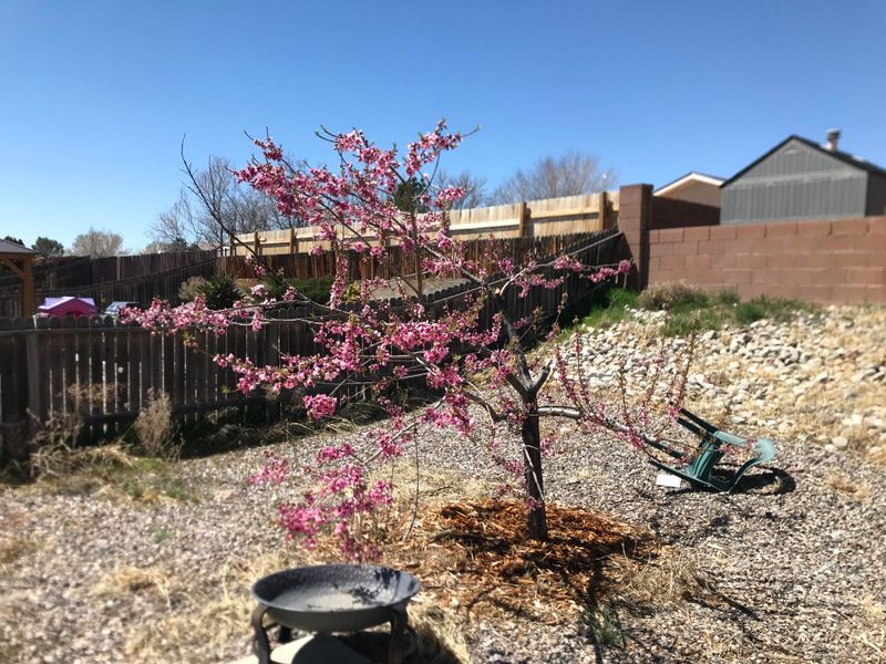 Deep, Infrequent Watering Beats Shallow, Frequent Applications