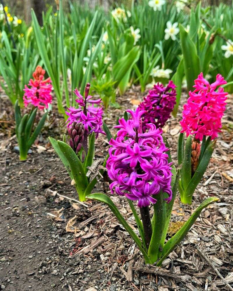 Feeding Hyacinths The Right Way