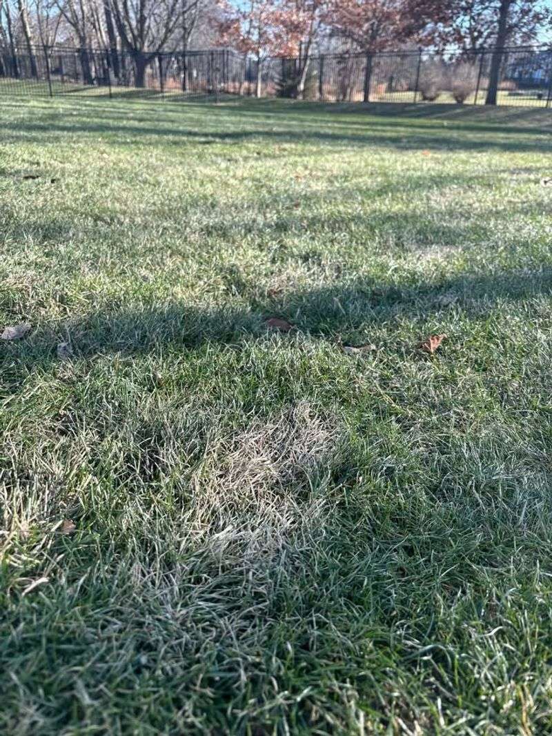 Compacted Ground From Foot Traffic And Equipment