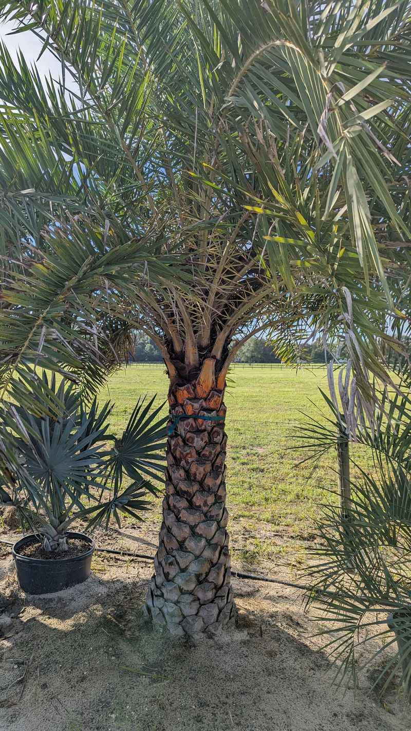 Pindo Palm Adds Tropical Flair With Cold Tolerance