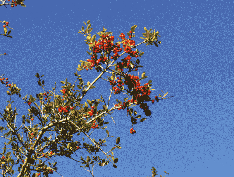 Yaupon Holly (Ilex vomitoria)