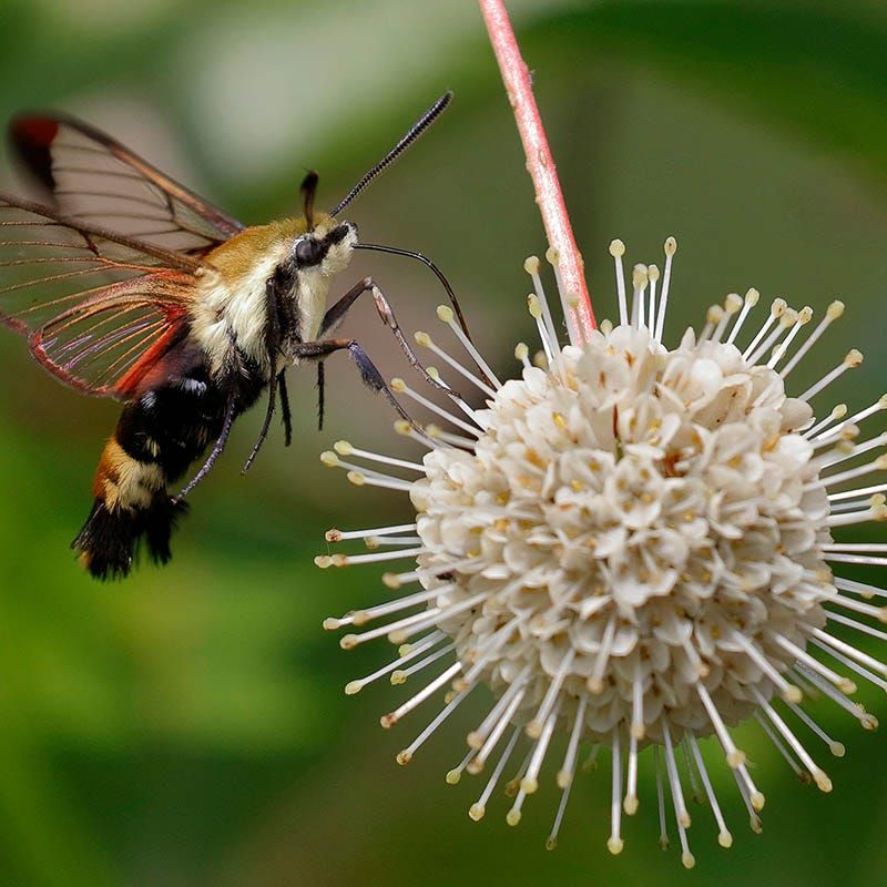Buttonbush (Pollinator Magnet That Loves Heat)