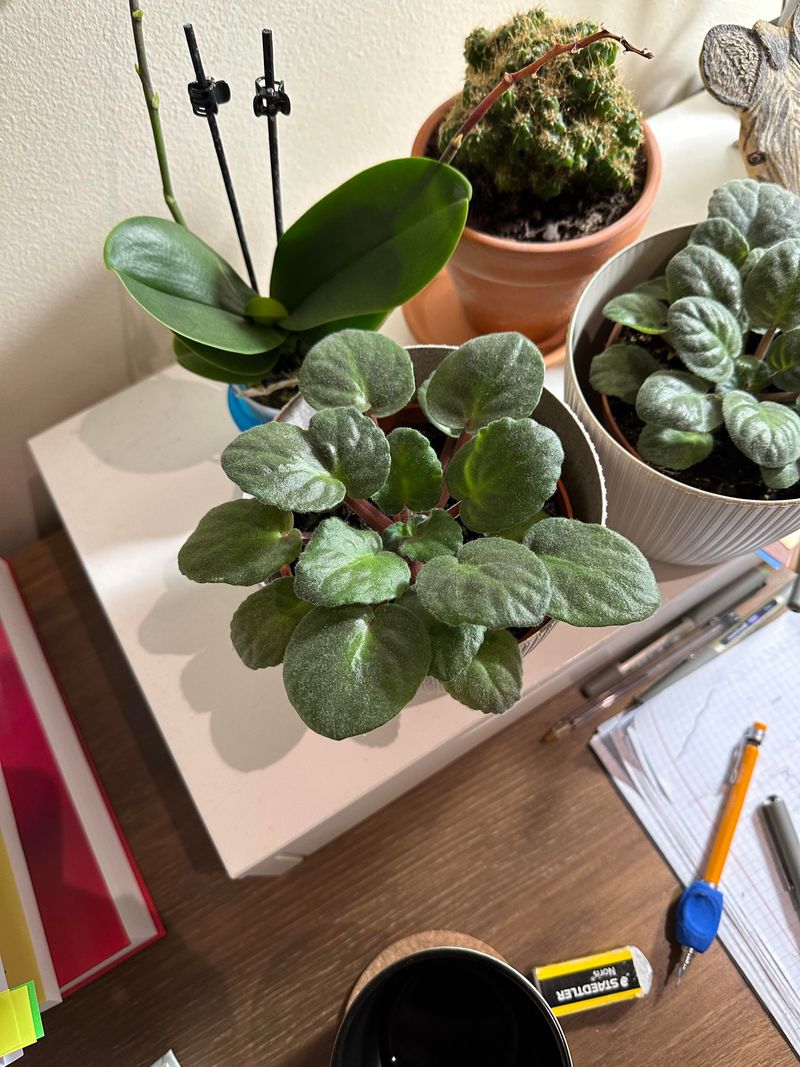 No Flowers Or Blooms