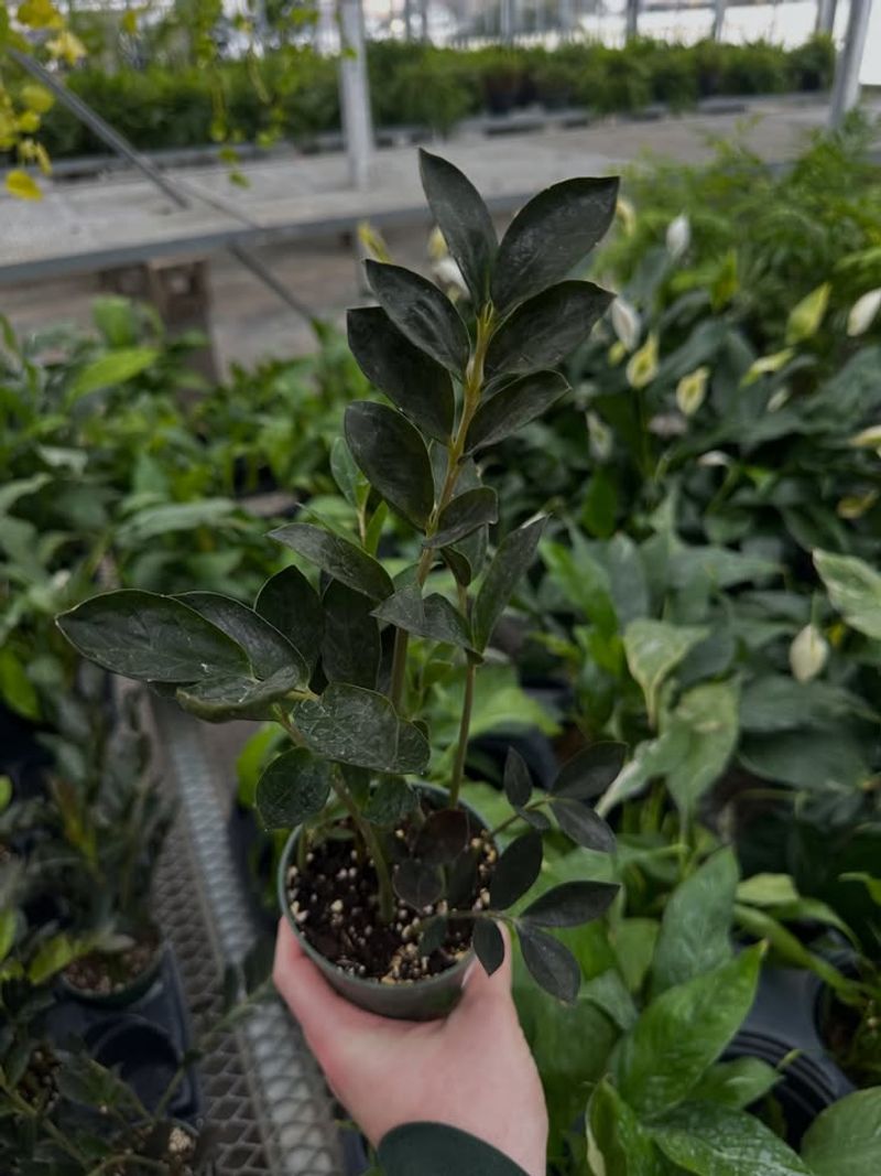 Dark Green Leaves With Little New Growth