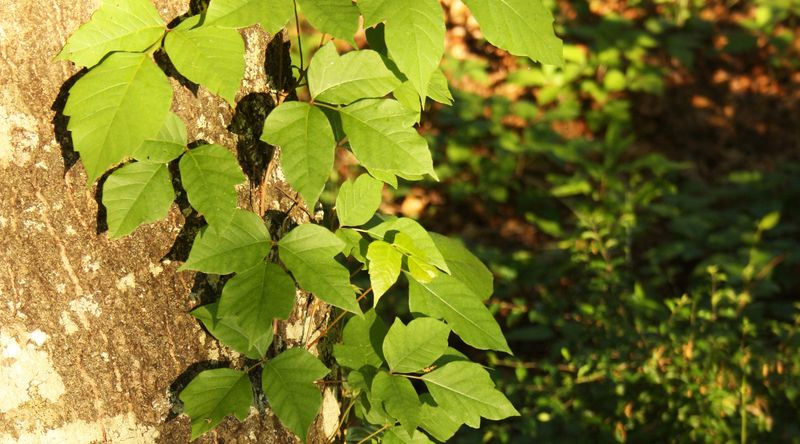 Choose The Right Time To Remove It