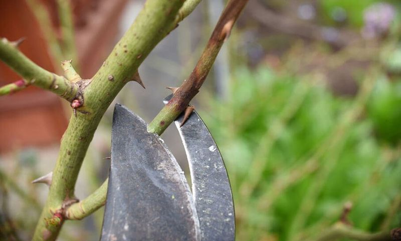 How Hard You Should Cut Back Roses