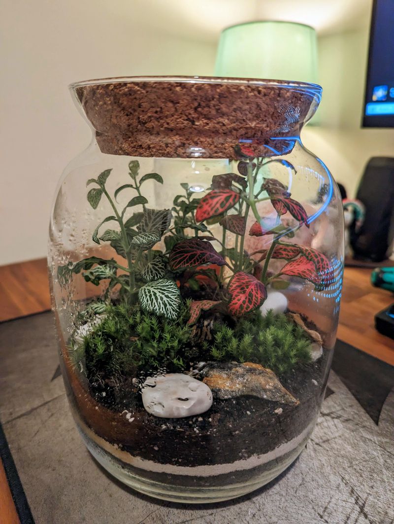 DIY Terrarium Kit