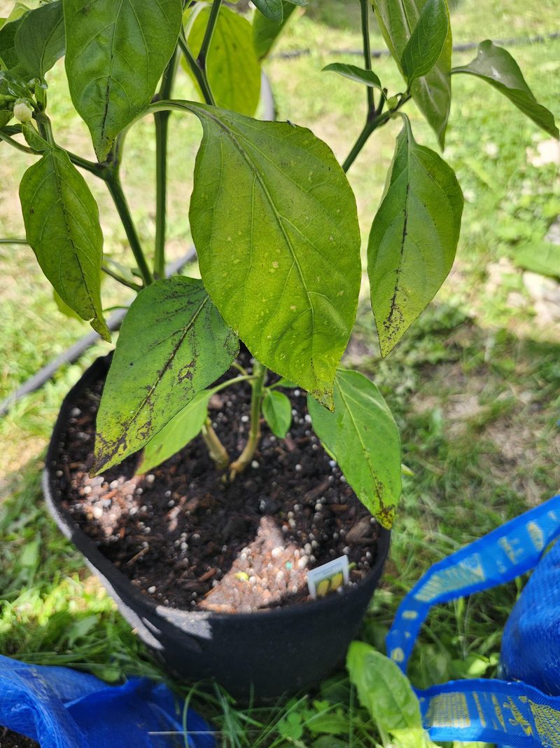 Pest Deterrent for Soft-Bodied Insects