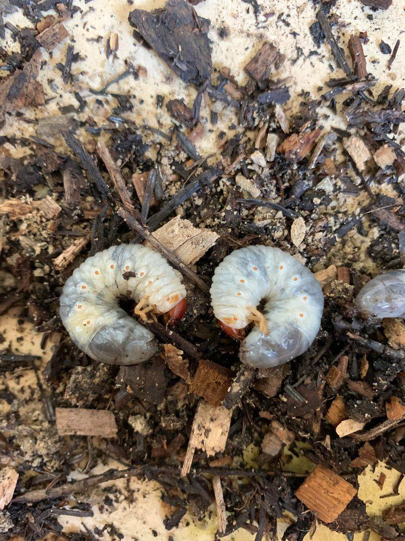 Pests May Settle In Earlier Than Expected